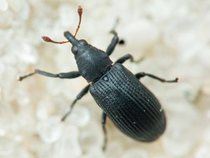 Magdalis (Edo) ruficornis (Linnaeus, 1758)